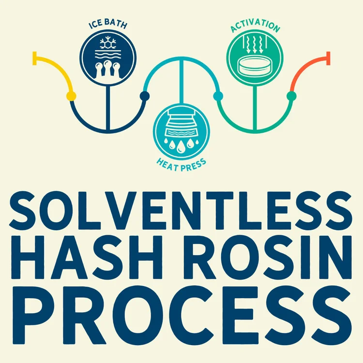 Solventless hash rosin process infographic